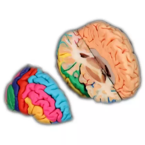 Digihuman 3D Printing Model-Complete Brain Combination