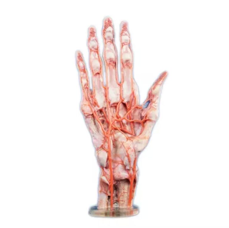 Digihuman 3D Printing Model-Hand Arteries