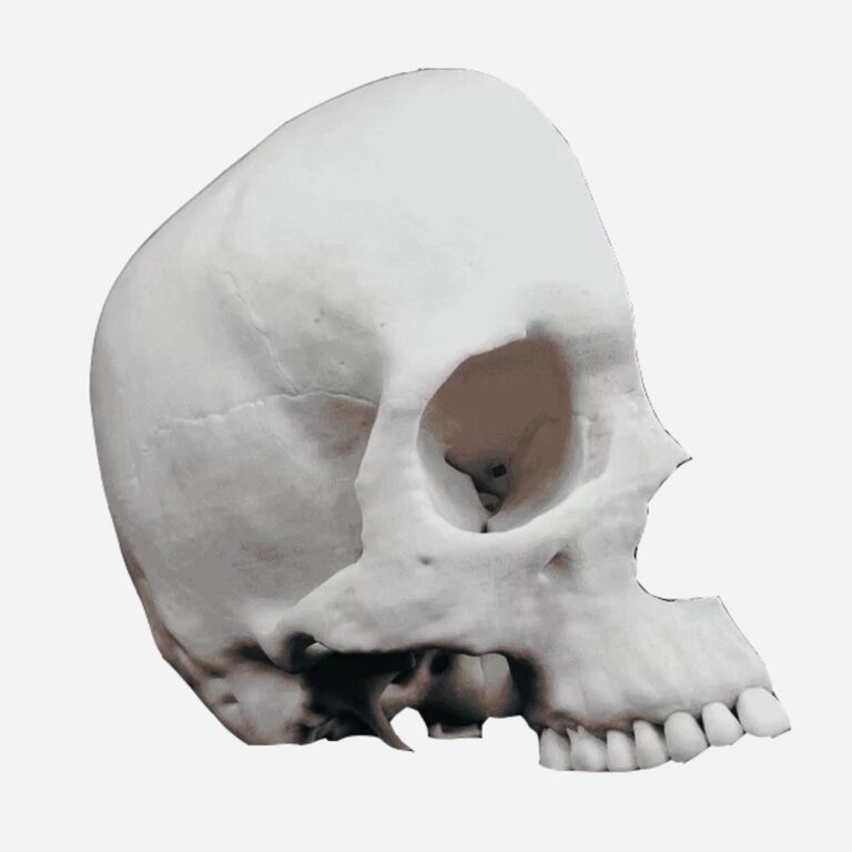 Digihuman 3D Printing Model-Mid-Sagittal Section of the Skull