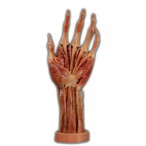 Digihuman 3D Printing Model-Hand Muscles