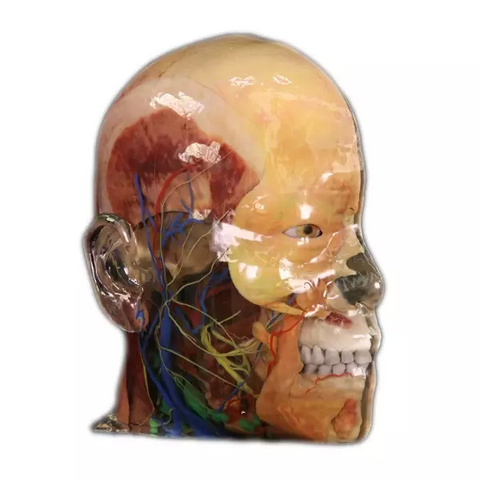 Digihuman 3D Printing Model-Deep Head and Face