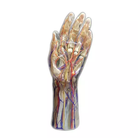 Digihuman 3D Printing Model-Hand Blood Vessels and Nerves