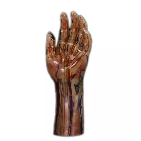 Digihuman 3D Printing Model-Hand Blood Vessels, Nerves, Muscles