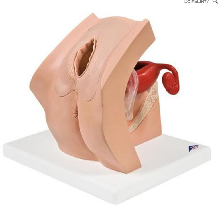 Модель для навчання гінекологічних пацієнтів - 3B Smart Anatomy