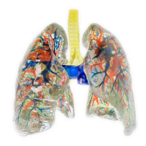 Digihuman 3D Printing Model-Lung Segment